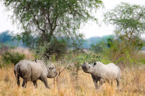 North Luangwa National Park