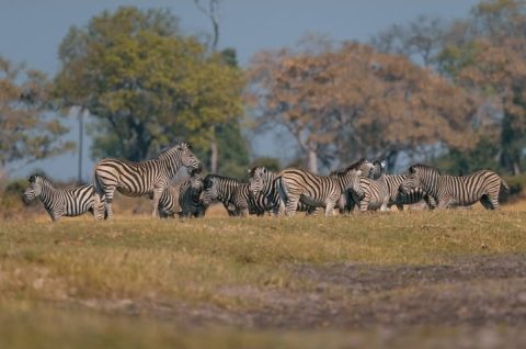 Nxai Pan National Park 
