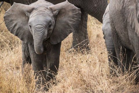 Nyerere (Selous) National Park