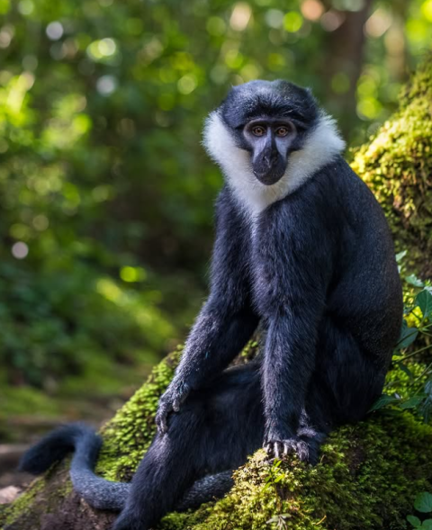 Nyungwe National Park
