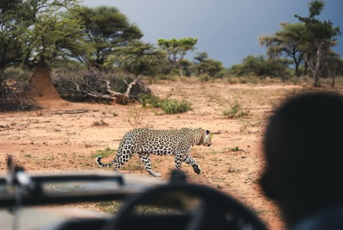 Okonjima Private Nature Reserve