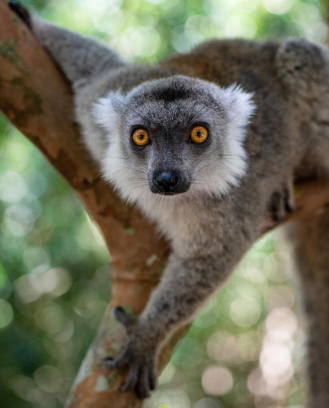 Palmarium Reserve