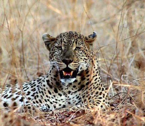 Ruaha National Park