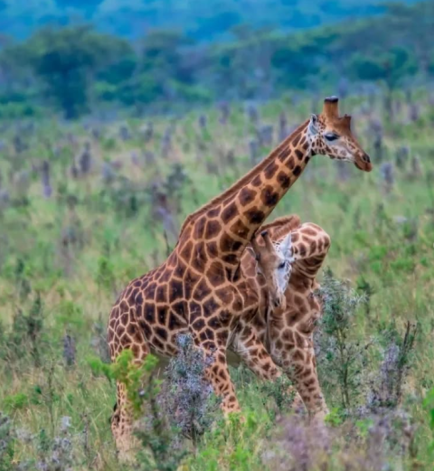Ruma National Park