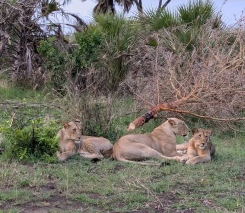Saadani National Park