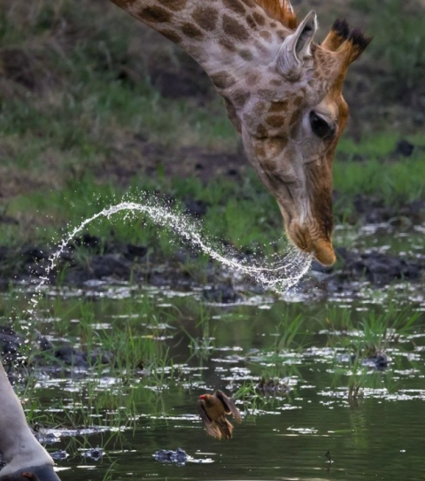 Sabi Sabi Private Game Reserve