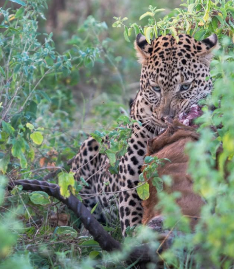Samburu National Reserve