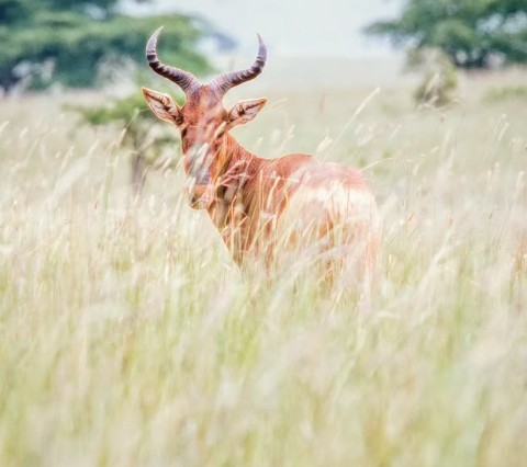 Senkele Swayne’s Hartebeest Sanctuary