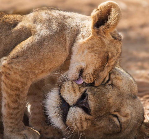 Shaba National Reserve