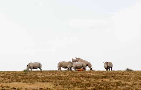 Shamwari Private Game Reserve