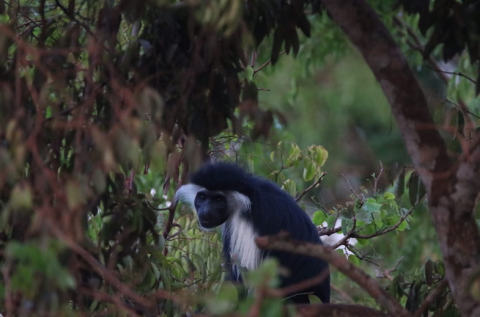 Shimba Hills National Reserve