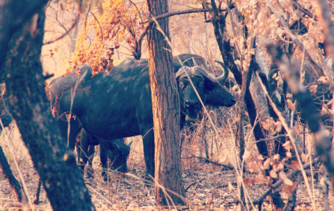 Sioma Ngwezi National Park