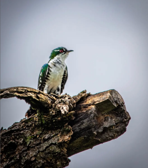 Spioenkop Game Reserve