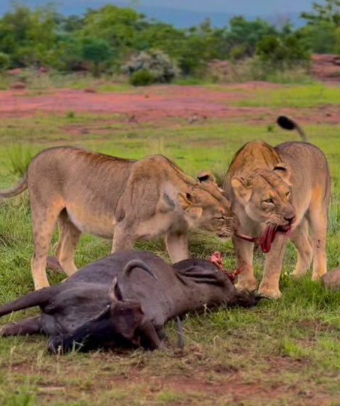 Taita Hills Wildlife Sanctuary