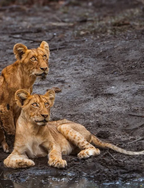 Timbavati Private Nature Reserve