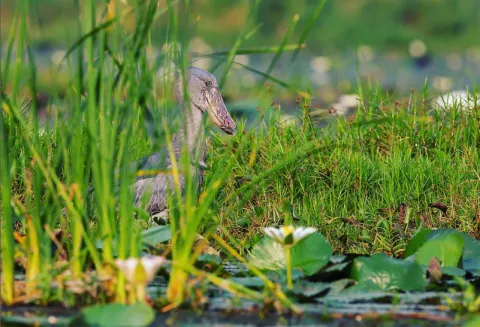 Toro-Semliki Wildlife Reserve
