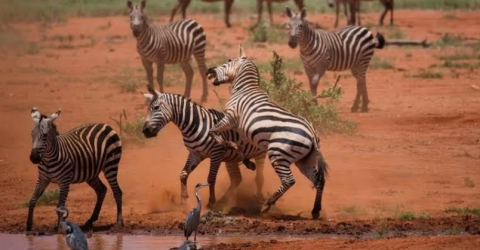 Tsavo East National Park 