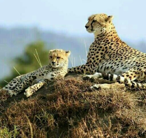 Tsavo West National Park