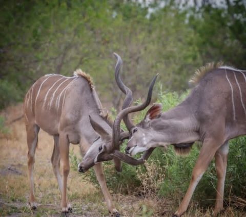 Ugalla River National Park