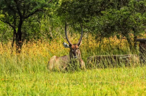 Weenen Game Reserve