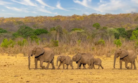Zambezi National Park