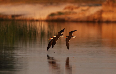 Zambezi Region (Caprivi Strip)