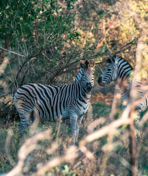 Zinave National Park