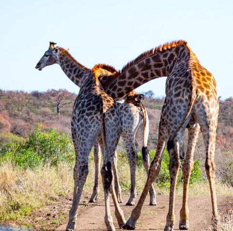 Zulu Nyala Private Game Reserve