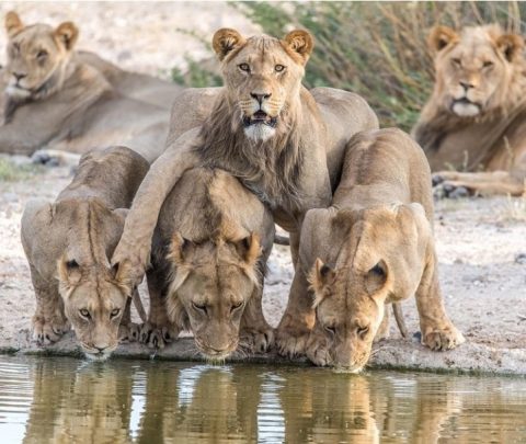  Khutse Game Reserve