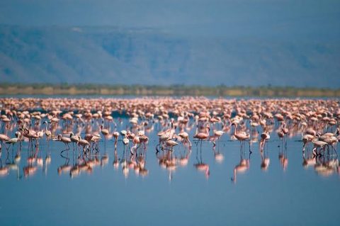 Lake Natron