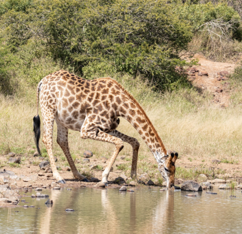 uMkhuze Game Reserve