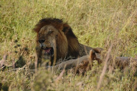 10 Best Safari Destinations in Africa