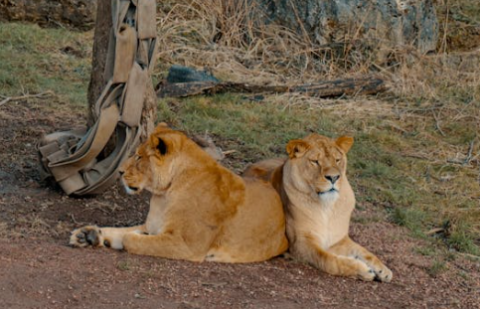 African Safari Packing List: What to Bring for the Ultimate Adventure