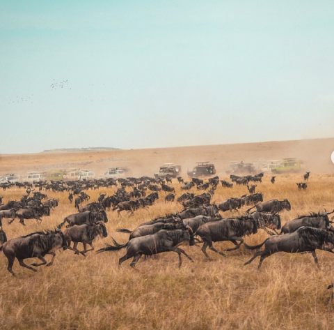 Best Time to Visit for the Great Migration