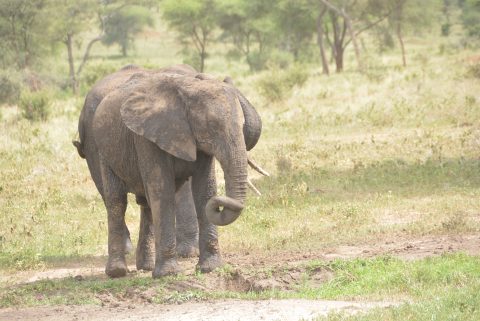 How to Book an African Safari: A Step-by-Step Guide