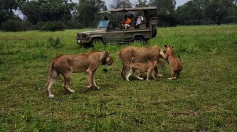 How to Choose the Best Safari Tour Operator