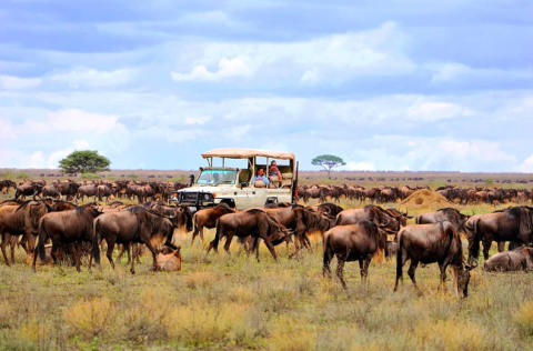 Top 10 Must-Visit Countries in Africa for an Unforgettable Wildlife Safari