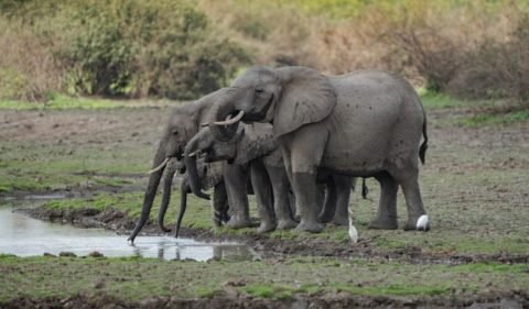 Why You Should Visit Africa: A Continent of Wonders