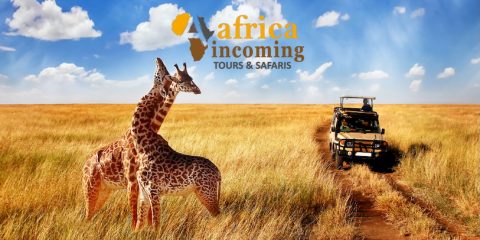 Africa Incoming cover image