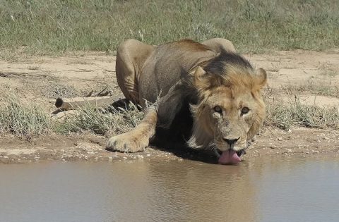 Bush Rover Safaris cover image