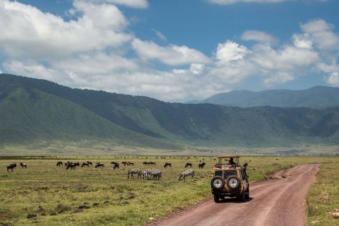 
World Blossom Safaris
 cover image