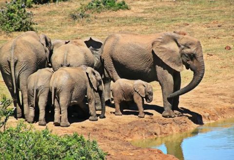 African Bison Classic Tours cover image
