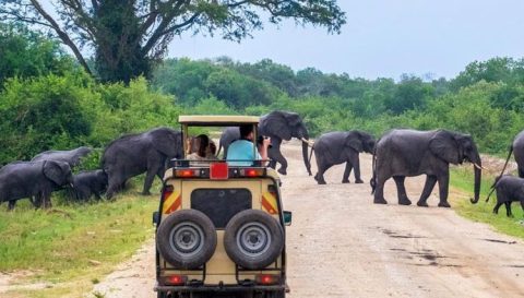 Alphadean Tours and Safaris cover image