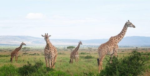 Cruize Wild Safaris cover image