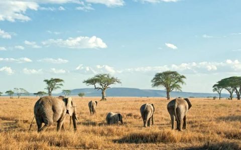 Frati Safaris