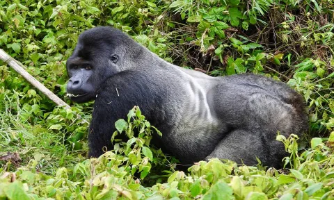 Gorilla Consultants Limited cover image