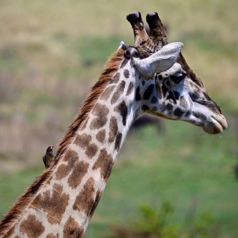 Jasa Zanzibar Tours & Safaris Limited cover image