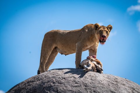 JerryAfrica Safaris cover image