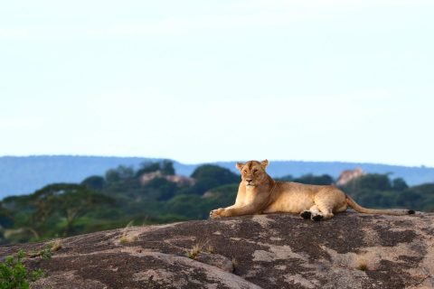 KiliMzawa Tours & Expeditions