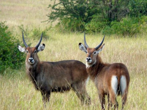Little Rock Safaris cover image